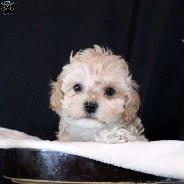 Gloria, Cavapoo Puppy