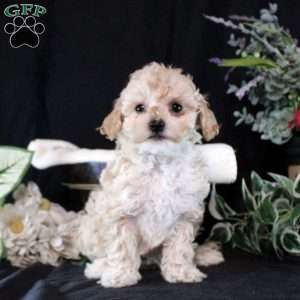 Gloria, Cavapoo Puppy