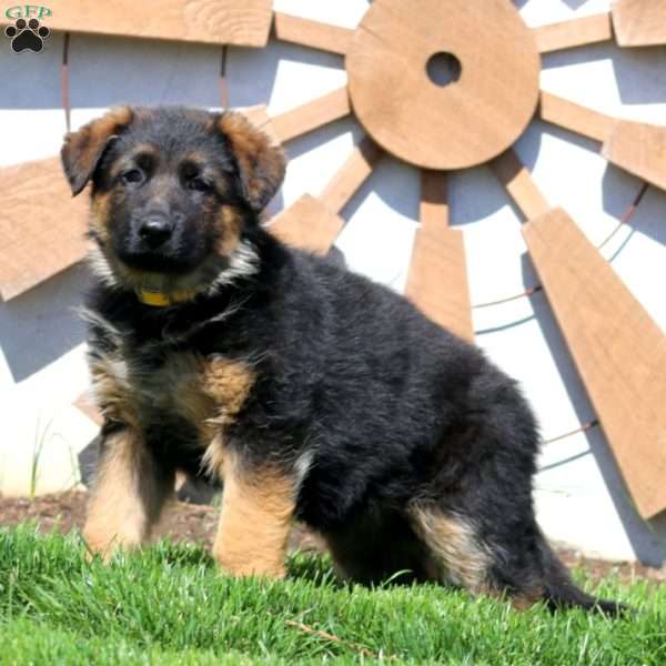 Glow, German Shepherd Puppy