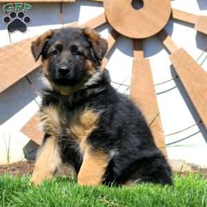 Glow, German Shepherd Puppy