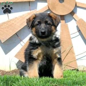 Glow, German Shepherd Puppy