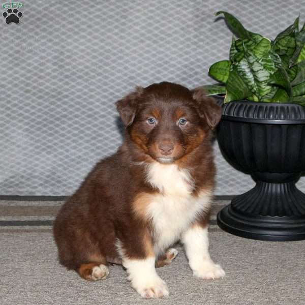 Grace, Australian Shepherd Puppy