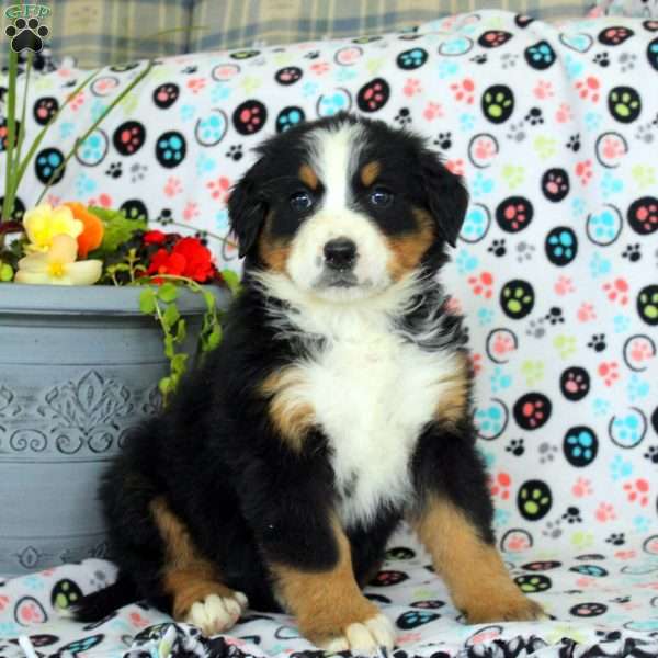 Grace, Bernese Mountain Dog Puppy