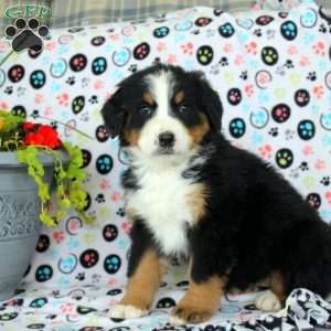 Grace, Bernese Mountain Dog Puppy