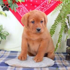 Grace, Fox Red Labrador Retriever Puppy