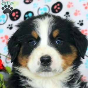 Grace, Bernese Mountain Dog Puppy