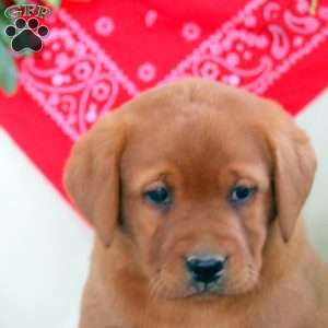 Grace, Fox Red Labrador Retriever Puppy