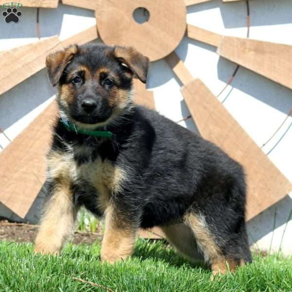 Grace, German Shepherd Puppy