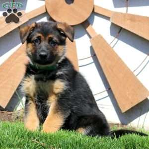 Grace, German Shepherd Puppy