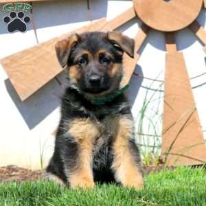 Grace, German Shepherd Puppy