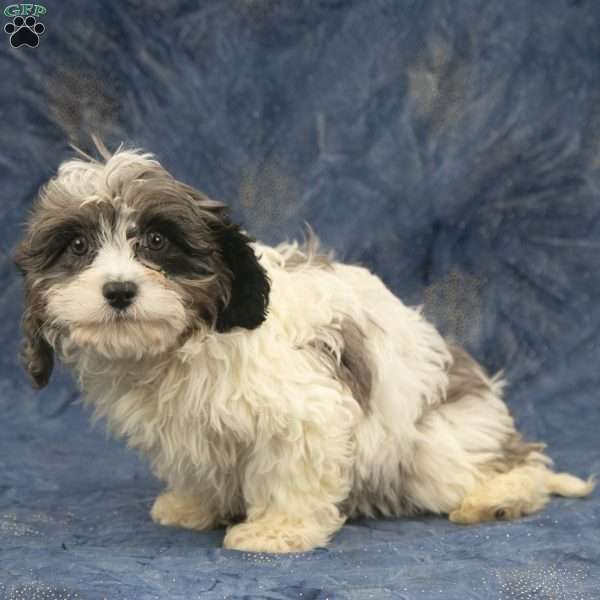 Grady, Cavapoo Puppy