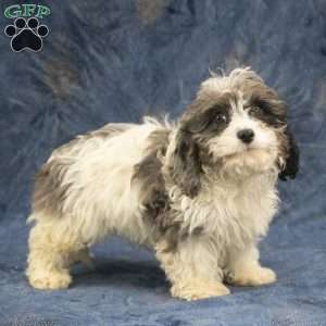 Grady, Cavapoo Puppy