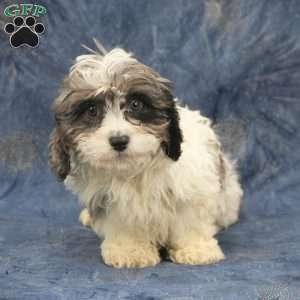 Grady, Cavapoo Puppy