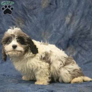 Grady, Cavapoo Puppy