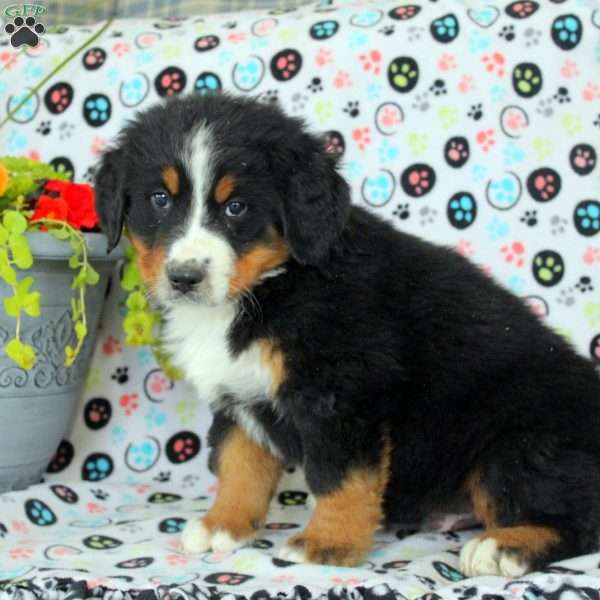 Graham, Bernese Mountain Dog Puppy