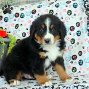 Graham, Bernese Mountain Dog Puppy