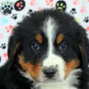 Graham, Bernese Mountain Dog Puppy