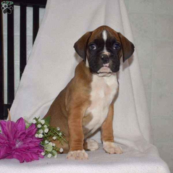 Granger, Boxer Puppy