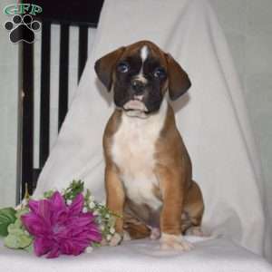 Granger, Boxer Puppy