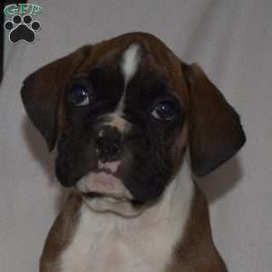 Granger, Boxer Puppy