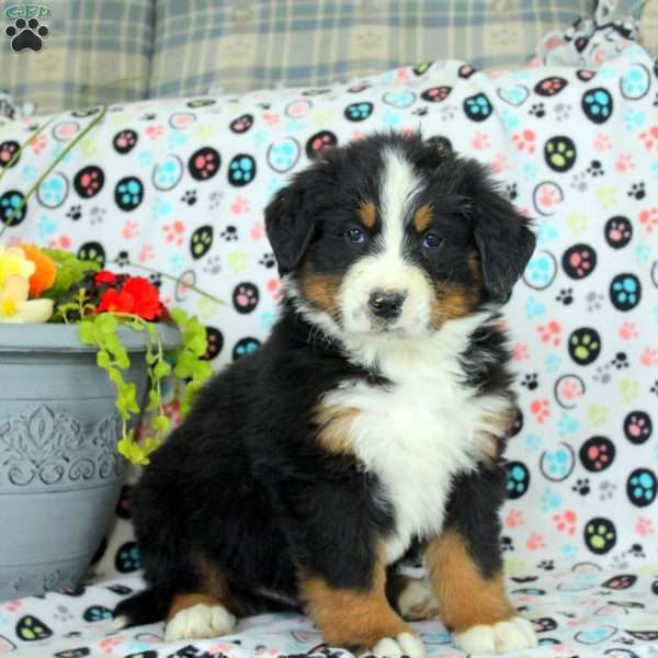 Grant, Bernese Mountain Dog Puppy