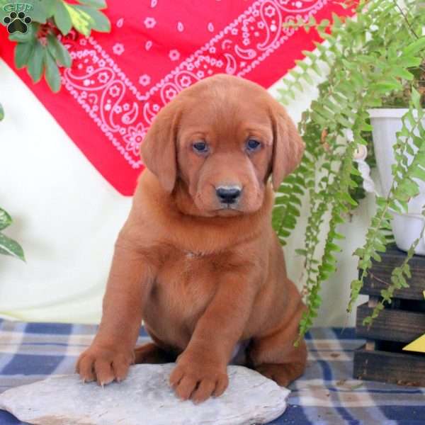 Grant, Fox Red Labrador Retriever Puppy