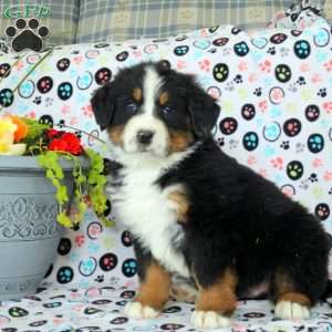 Grant, Bernese Mountain Dog Puppy