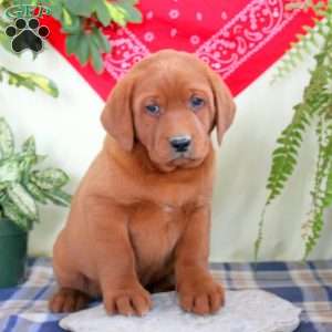 Grant, Fox Red Labrador Retriever Puppy