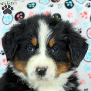 Grant, Bernese Mountain Dog Puppy