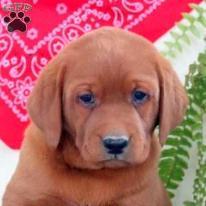 Grant, Fox Red Labrador Retriever Puppy