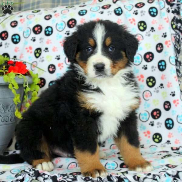 Grayson, Bernese Mountain Dog Puppy