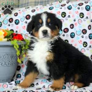 Grayson, Bernese Mountain Dog Puppy