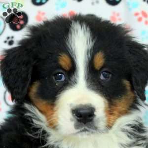 Grayson, Bernese Mountain Dog Puppy