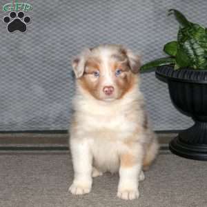 Grizzly, Australian Shepherd Puppy