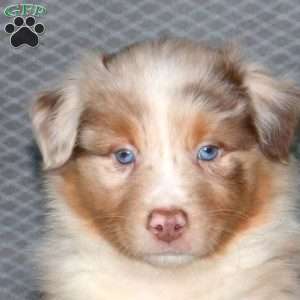Grizzly, Australian Shepherd Puppy