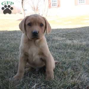 Gunner, Fox Red Labrador Retriever Puppy