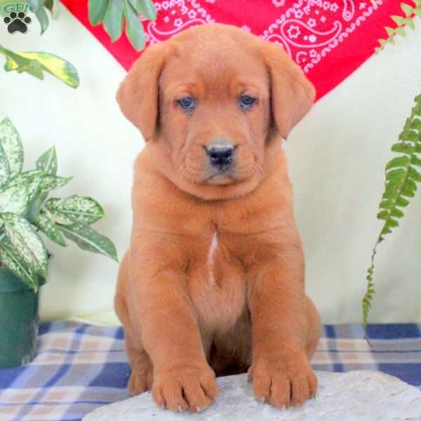 Gus, Fox Red Labrador Retriever Puppy