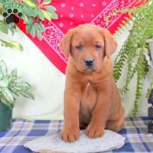 Gus, Fox Red Labrador Retriever Puppy