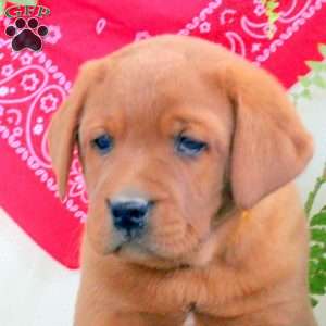 Gus, Fox Red Labrador Retriever Puppy