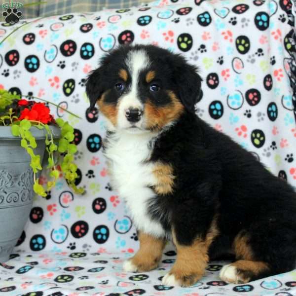 Gwen, Bernese Mountain Dog Puppy