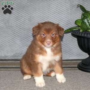 Gwen, Australian Shepherd Puppy