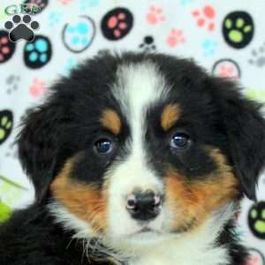 Gwen, Bernese Mountain Dog Puppy