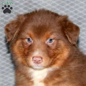 Gwen, Australian Shepherd Puppy