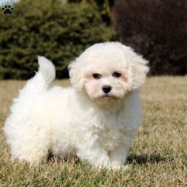 Hadley, Bichon Frise Puppy