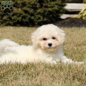 Hadley, Bichon Frise Puppy