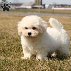 Hadley, Bichon Frise Puppy