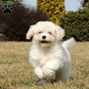 Hadley, Bichon Frise Puppy