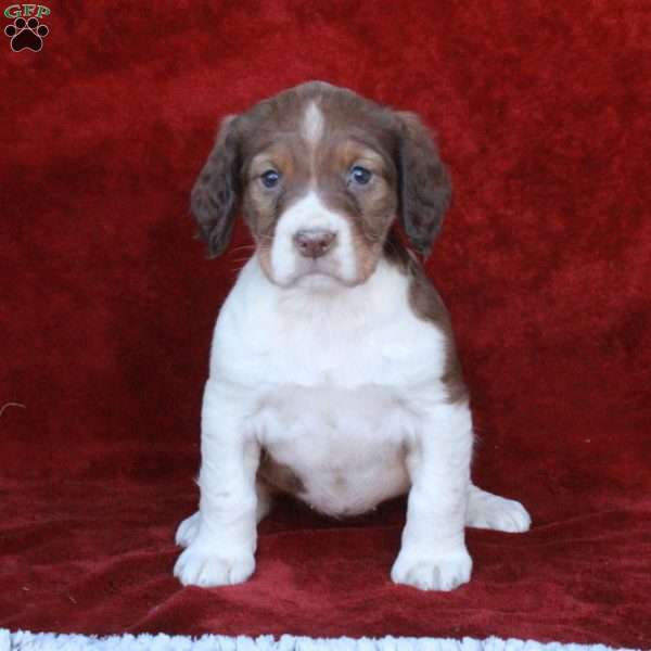 Hailey, English Springer Spaniel Puppy