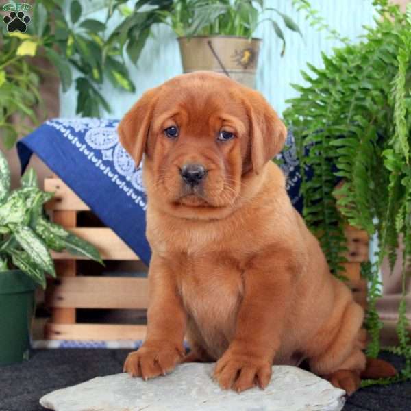 Hailey, Fox Red Labrador Retriever Puppy