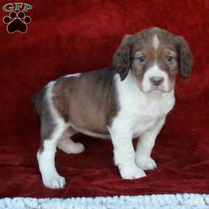 Hailey, English Springer Spaniel Puppy